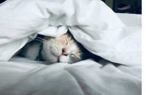 Cozy cat sleeping under a duvet - Serene Slumber better sleep guide